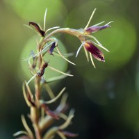 Cryptostylis arachnites (Blume) Hassk.